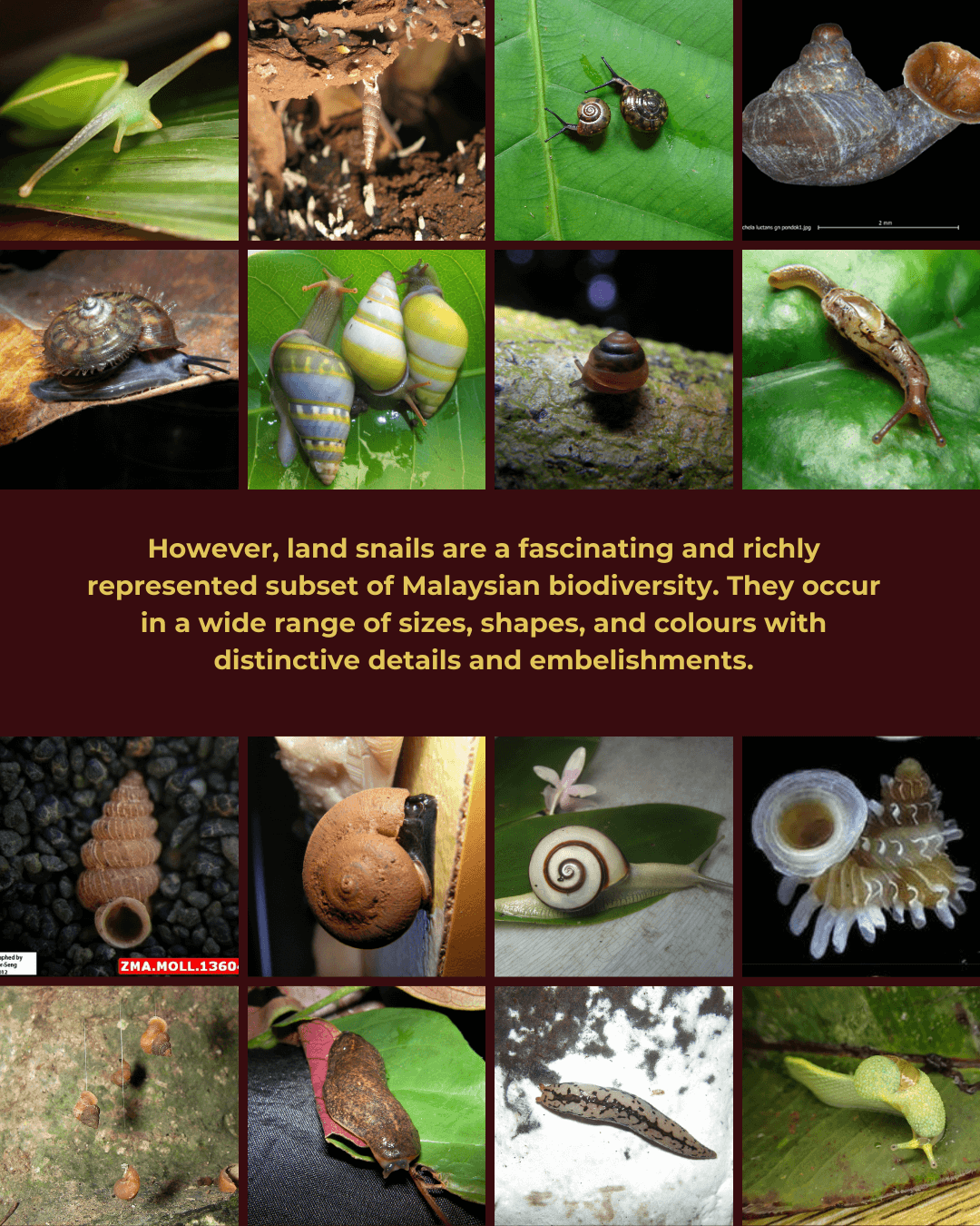 Revisiting the Land Snails 3