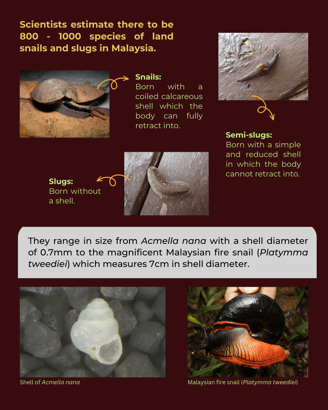 Revisiting the Land Snails 4