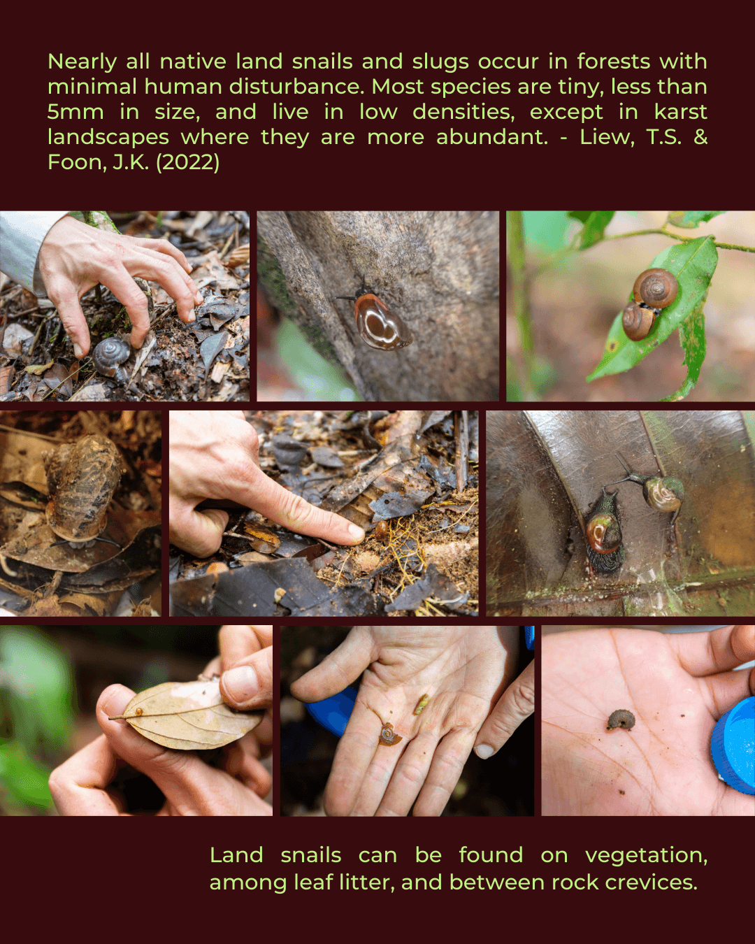 Revisiting the Land Snails 5