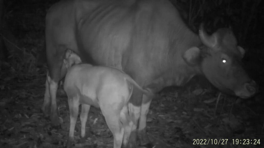 Footage of a female seladang and her calf captured by a camera trap.