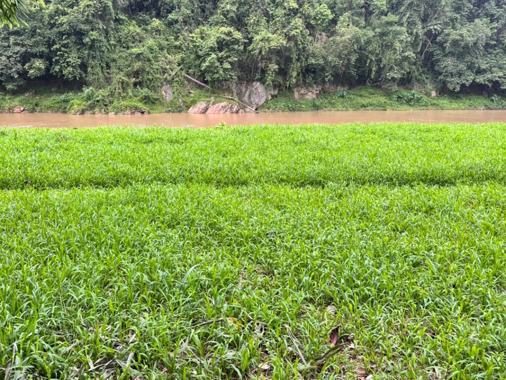 Pasture view for the seladangs